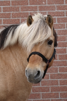 Arusch