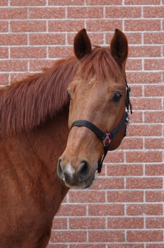 Atje