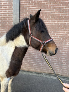 Loesje